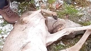 Help poor animal