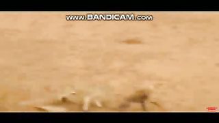 Pets or Animals Videos 25-2-2023-1