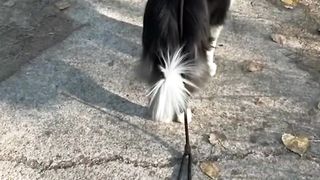 Funny dogs