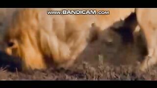 Pets or Animals Videos 25-2-2023-2