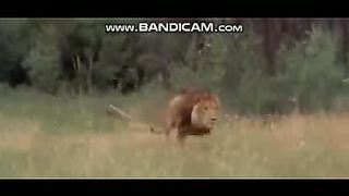 Pets or Animals Videos 25-2-2023-3