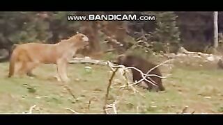 Pets or Animals Videos 25-2-2023-4