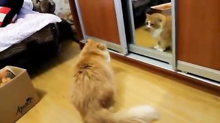 [FUNNY!] VERY Angry Cats Compilation SPECIAL
