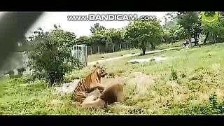 Pets or Animals Videos 25-2-2023-5