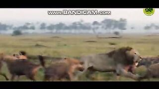 Pets or Animals Videos 25-2-2023-7
