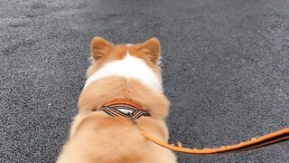 Funn with dog