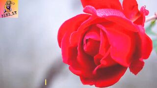 100+ Flowers Names in the World