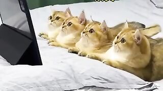 Cute cat