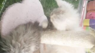 My personal blog, cats.