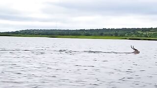 Hiran Ne Kaise magarmacch ko Hara Diya