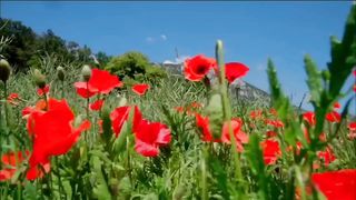 Surah Rahman With Urdu Translation full  Qari Al Sheikh Abdul Basit Abdul Samad