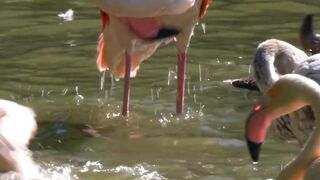 Flamingo Birds Water Bird Pink Feathers Plumage|#Shorts video|#Birds video