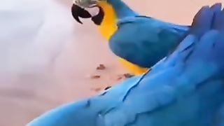 Beautiful  bird surching  the food and water in park and see beach