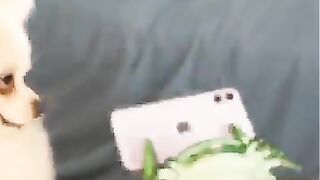 Short viral video