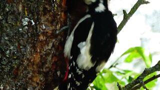 Woodpecker Bird feeding cute babies|#Shorts video|#Bird video