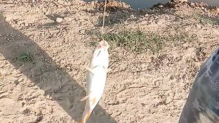 Fish ????????????????