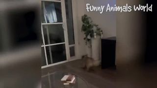 Funniest Animals 2023 ???? Funniest Cats and Dogs ????????