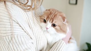 Women playing with white cute cat