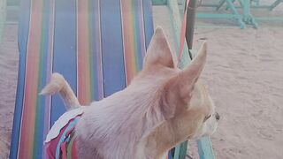 My dog in the beach
