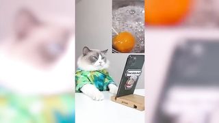 Cats make food 2023 "That Little Puff" Tiktok Compilation
