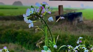 Beautiful life of village