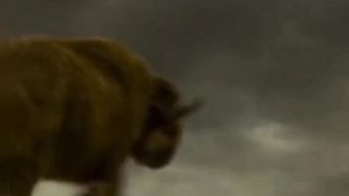 Alpha 2018 Movie Bull fight Scene
