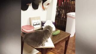 Try Not To Laugh Animals : 1 Hour of Funniest Cat Videos
