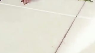 Birds cat funny