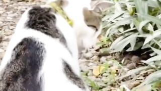 Le chat qui regarde la télé