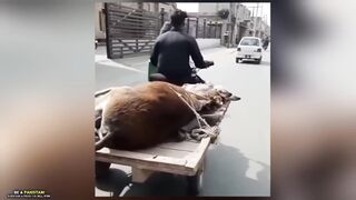 Funny video