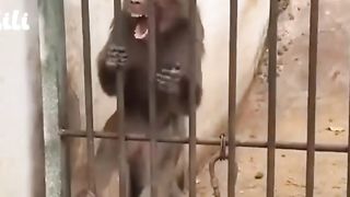 Funny Monkey arrested