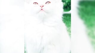 Beautiful Cat video