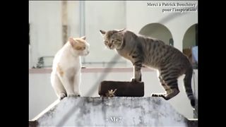 LES GROS MOTS - PAROLE DE CHAT