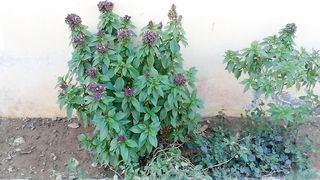 Nice house garden plants with purple flowers