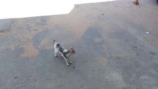 Funny cats fight video