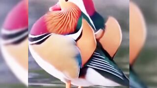 Beautiful Bird