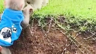 funny monkey