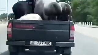 Animals