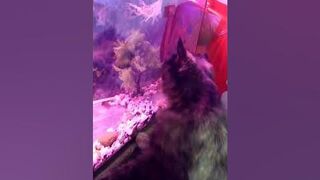 Alligator Gar VS Cat