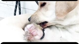 dog video