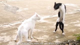 COBRA CAT