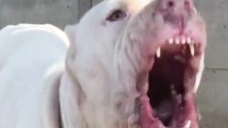 dog video