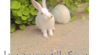 Beautiful Rabbits