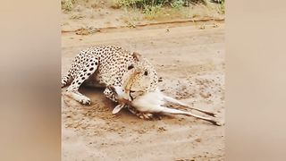 Cheetah caught a deer ????