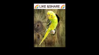 Joelmejission#tiktok#beautifull#pets