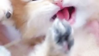 funny cat