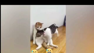 Funny Dogs and cats???? Funniest animals 2023