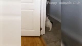 Funniest Animals Video - Best Cats???? and Dogs???? Videos of 2022 Compilation!
