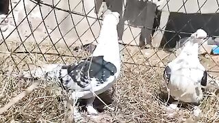 Fancy pigeons pair