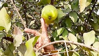 Amrudon ke bag ki video Ham Bata rahe hain yas